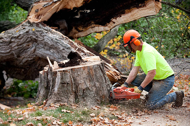 Best Professional Tree Care  in Deatsville, AL